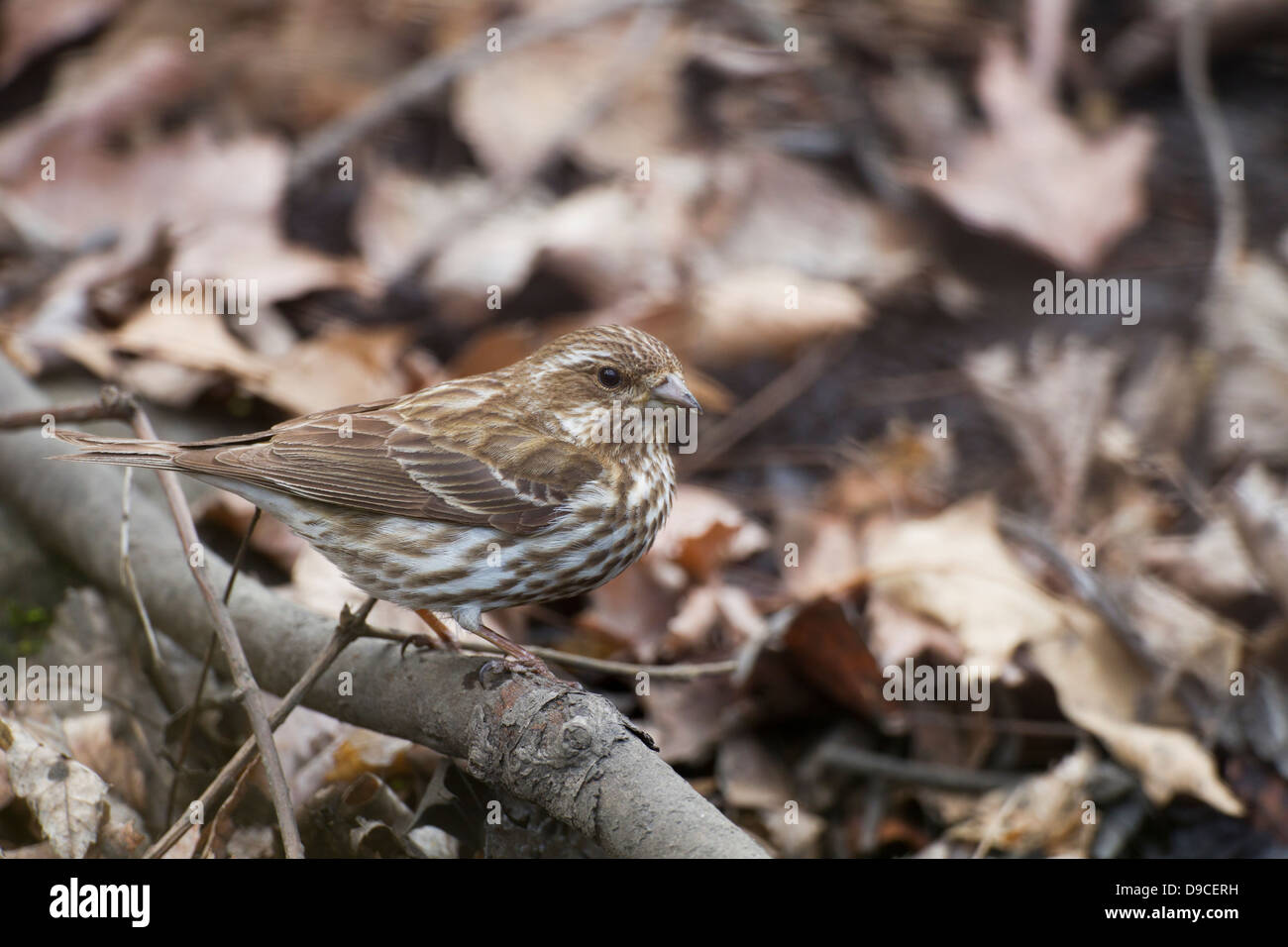 Roselin pourpré (Carpodacus purpureus purpureus), sous-espèce de l'Est, femme, un ressort migrant pour New York City's Central Park. Banque D'Images