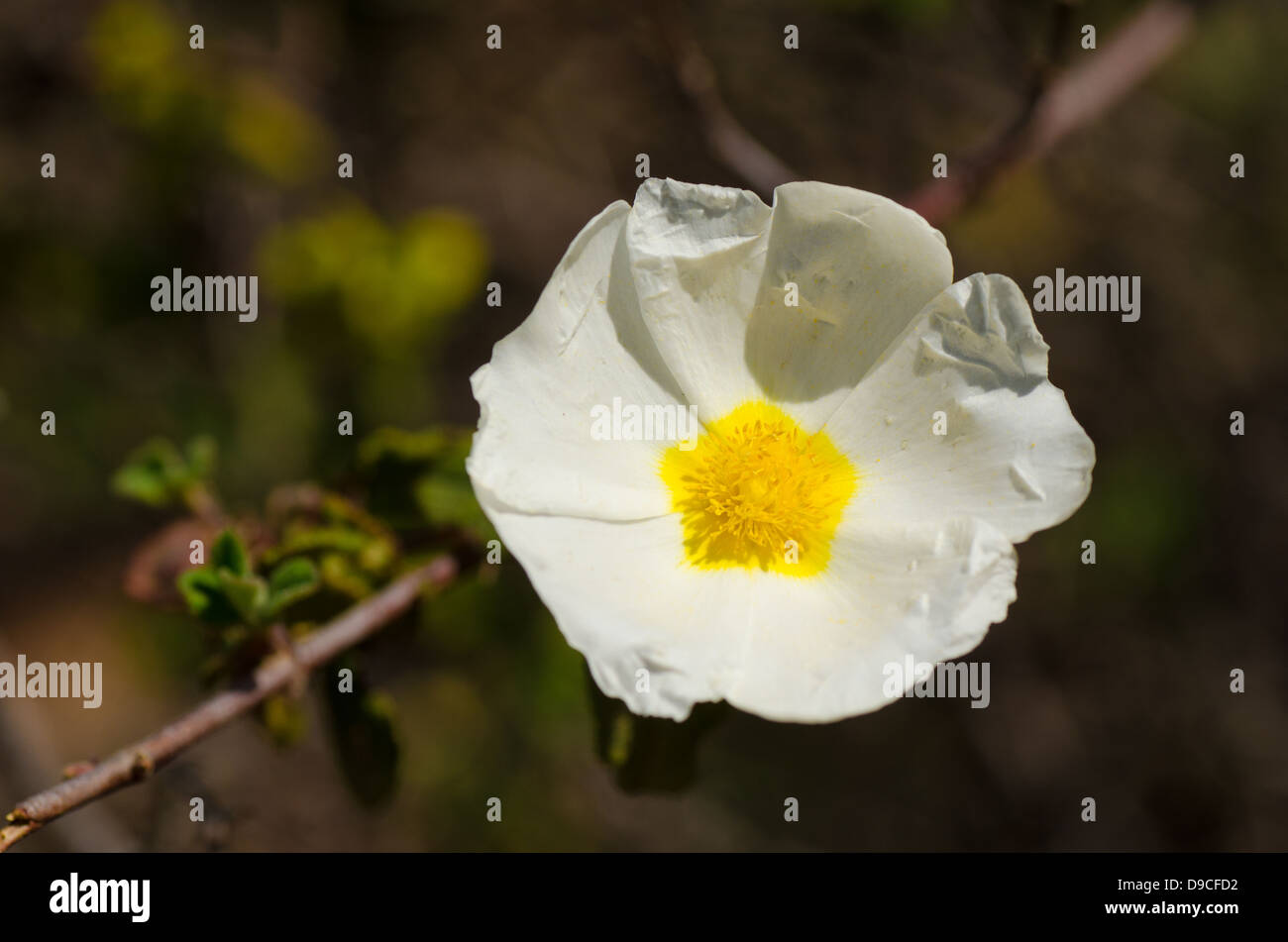 Ciste blanc, une fleur sauvage de la Méditerranée, nom scientifique Cistus salviifolius Banque D'Images