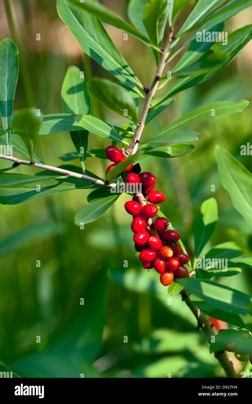 Mezereon (Daphne mezereum) Banque D'Images