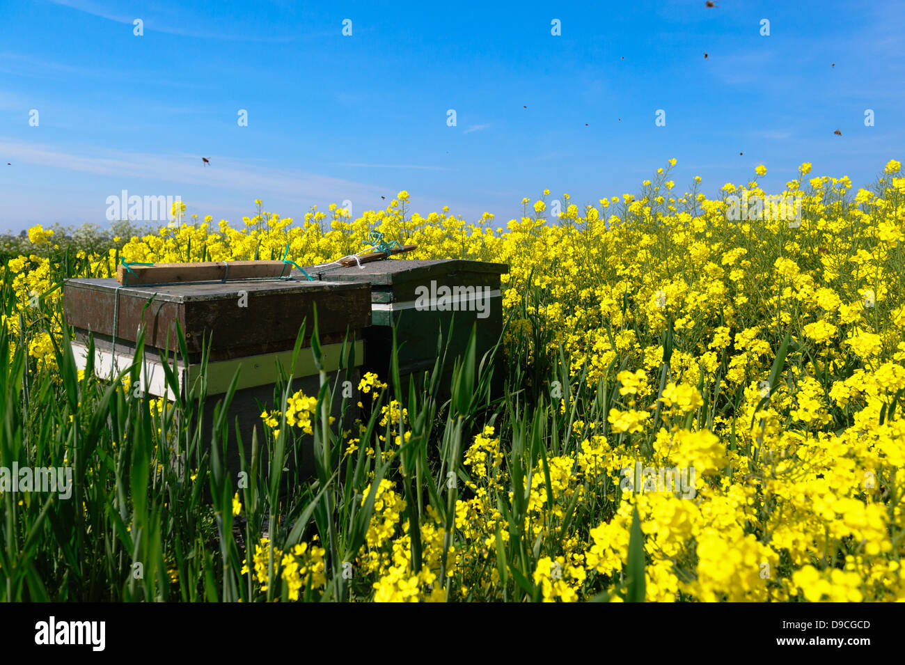 Ruches dans un champ de colza en fleur (Brassica napus). Zélande, Pays-Bas. Banque D'Images