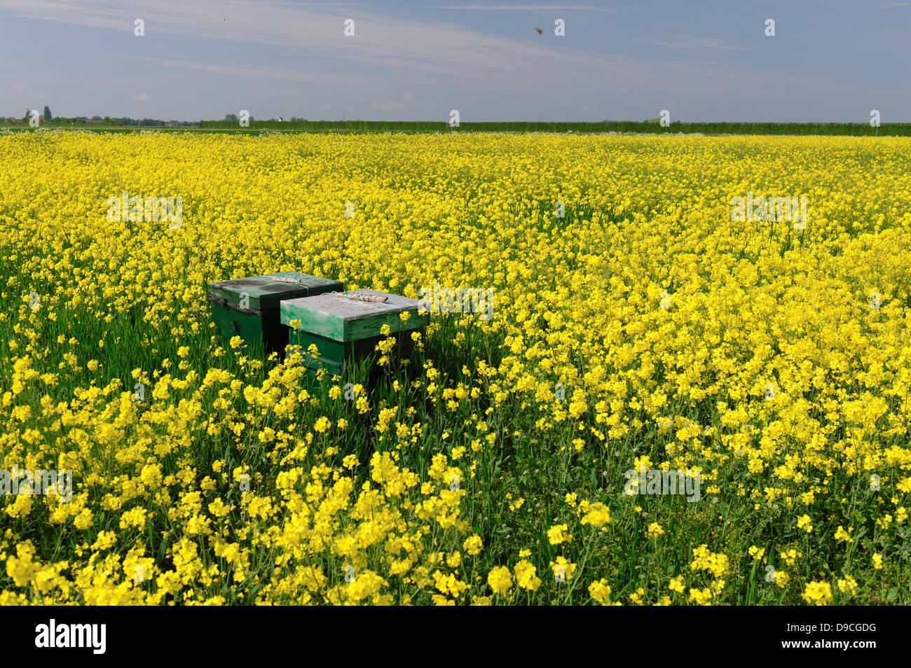 Ruches dans un champ de colza en fleur (Brassica napus). Zélande, Pays-Bas. Banque D'Images