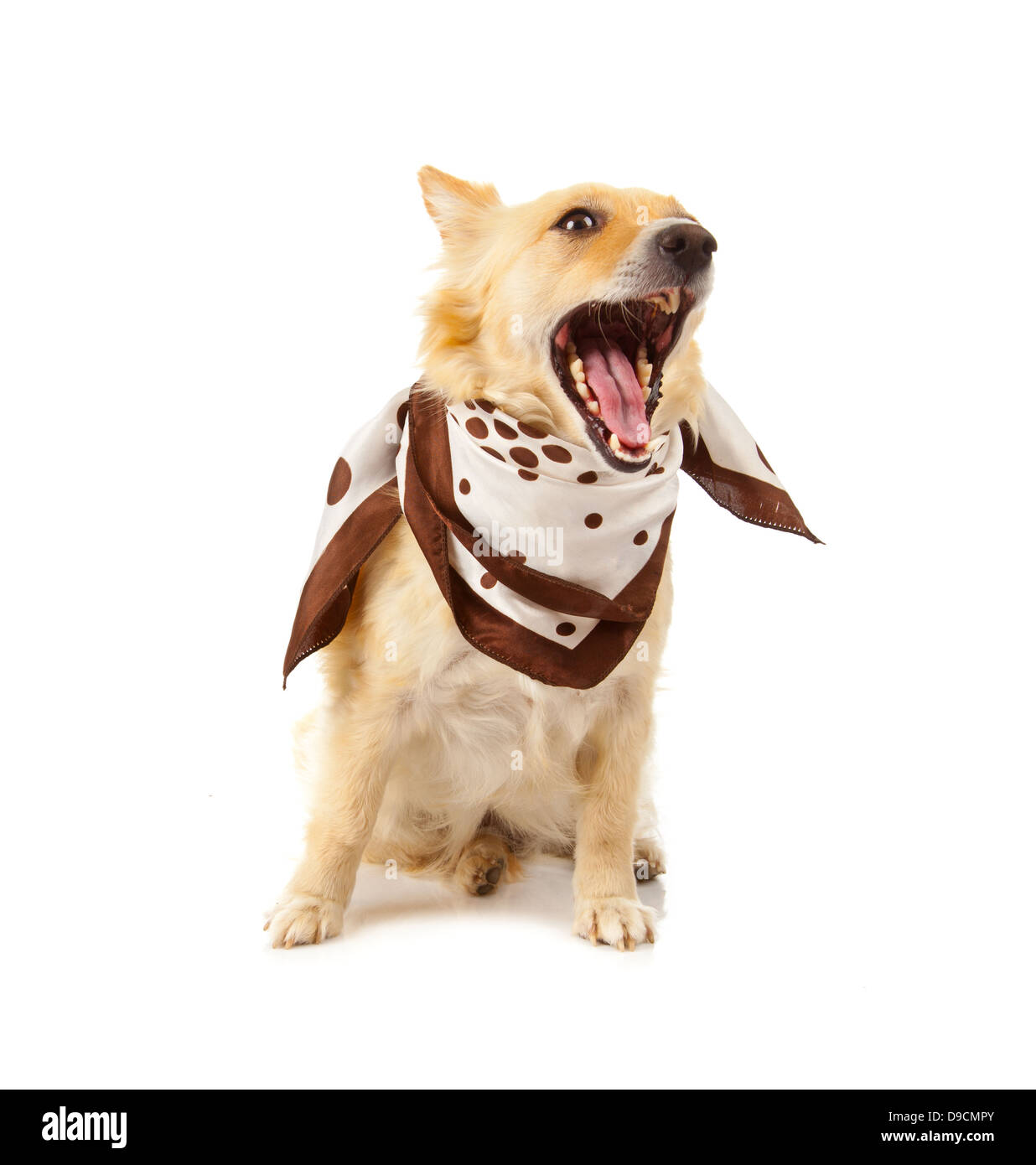 Spitz chien avec bandana sur fond blanc Banque D'Images