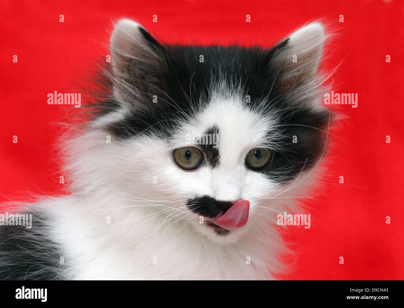 Chiot chat sur fond rouge. Banque D'Images