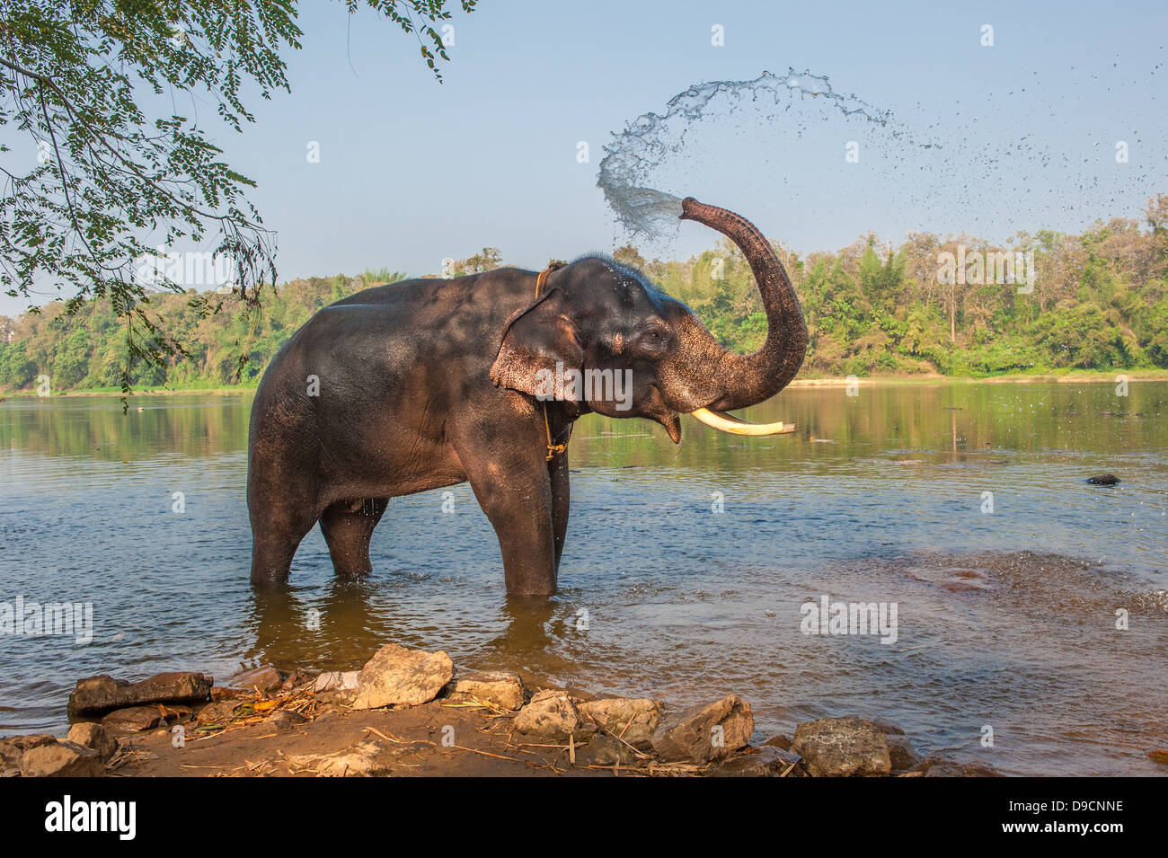 Le bain des éléphants, Kerala, Inde Banque D'Images
