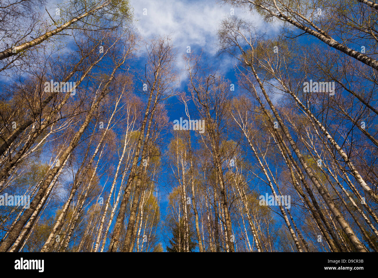 Les bouleaux, Betula pubescens, au printemps à l'île dans le lac Vansjø Dillingøy, Moss kommune, Østfold fylke, la Norvège. Banque D'Images