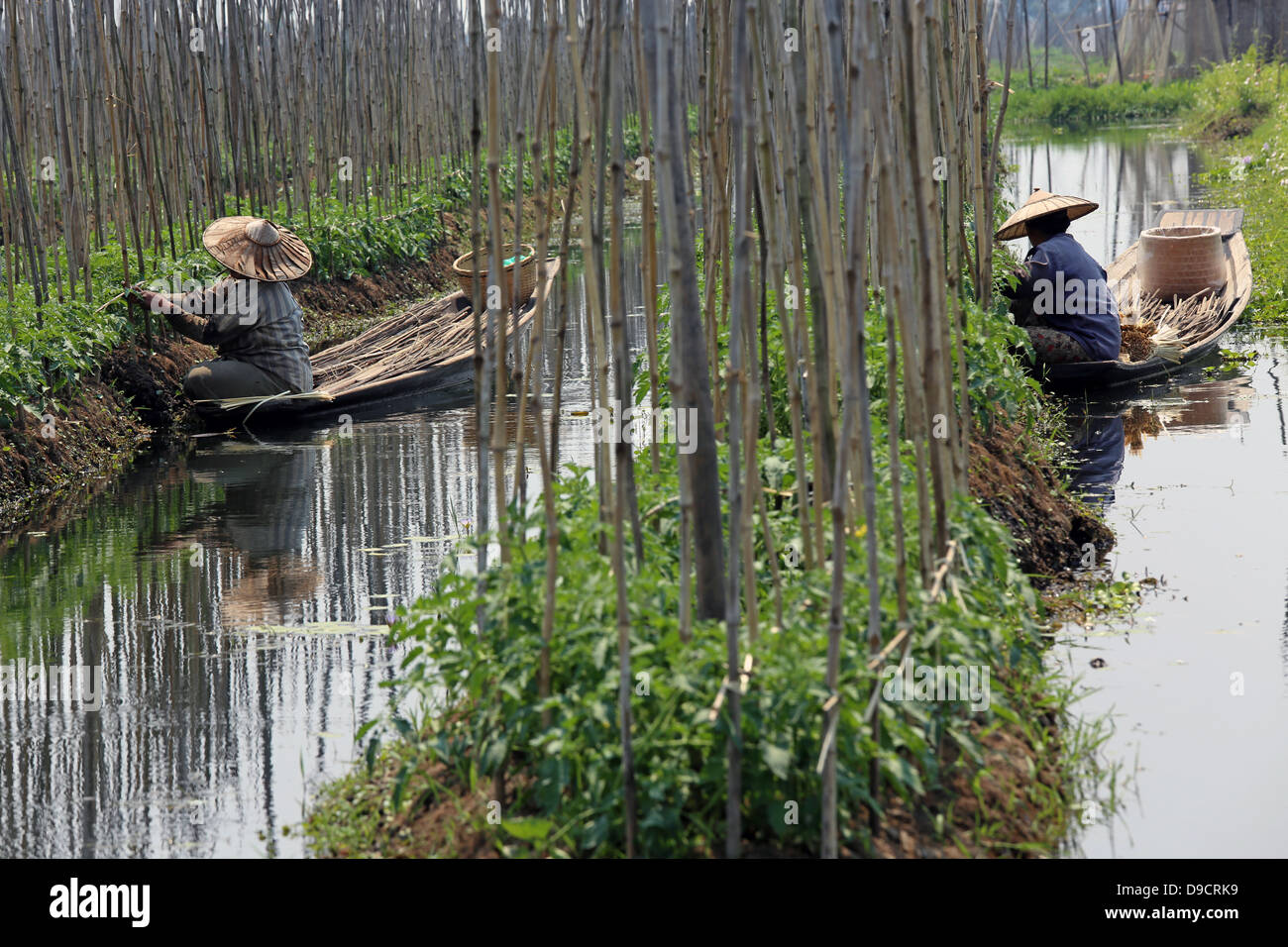 Deux jardiniers ethnie Intha en chapeaux de paille et les canots en bois tendant leur jardin flottant sur le lac Inle, Myanmar, Birmanie, en Asie du sud-est Banque D'Images