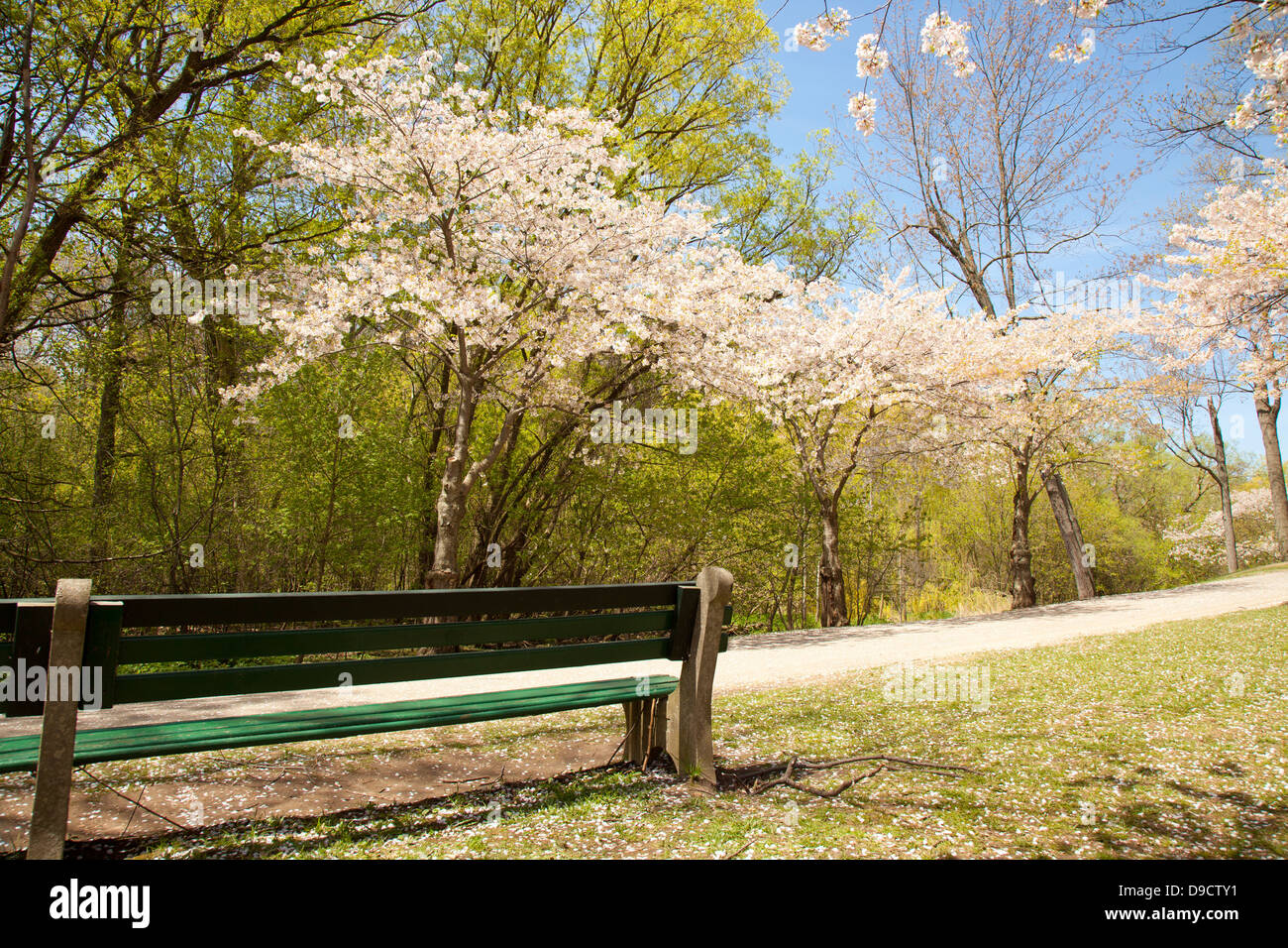 Cerisiers en fleur printemps High Park à Toronto Banque D'Images