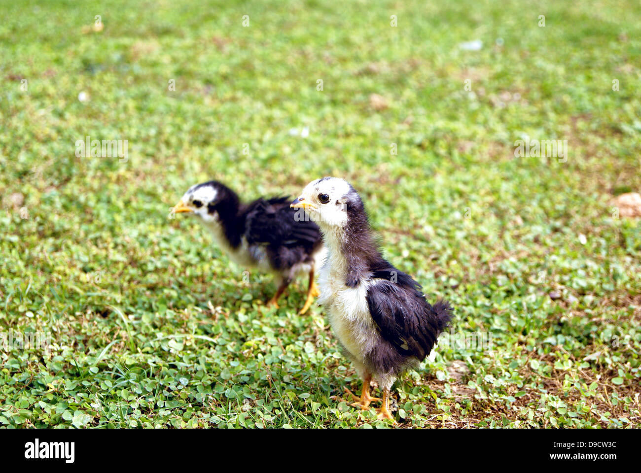 Deux poussins mignons, ils ensemble sur la pelouse à la recherche de nourriture. Banque D'Images