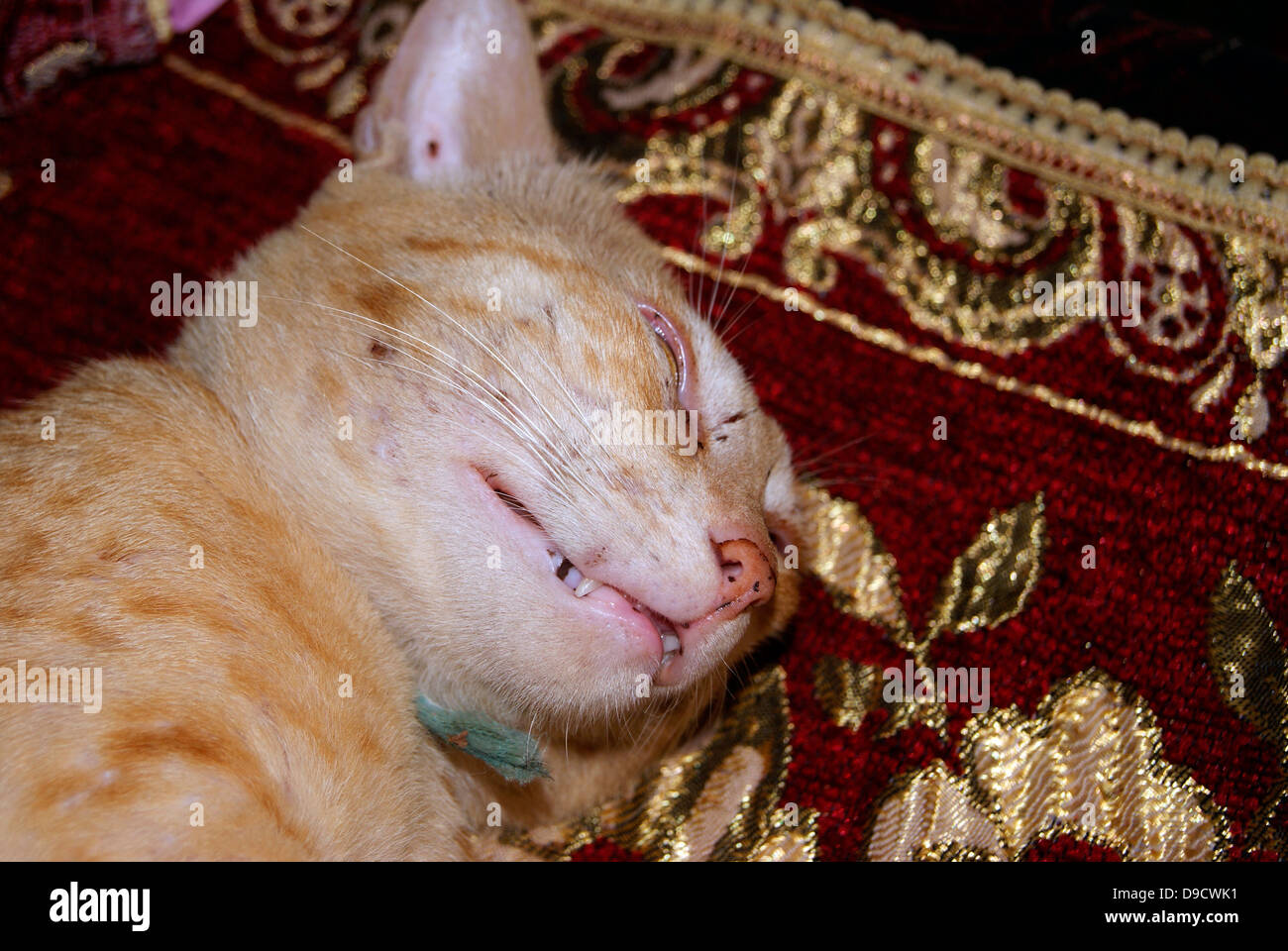 Chat dormant sur un canapé-lit en soie Banque D'Images