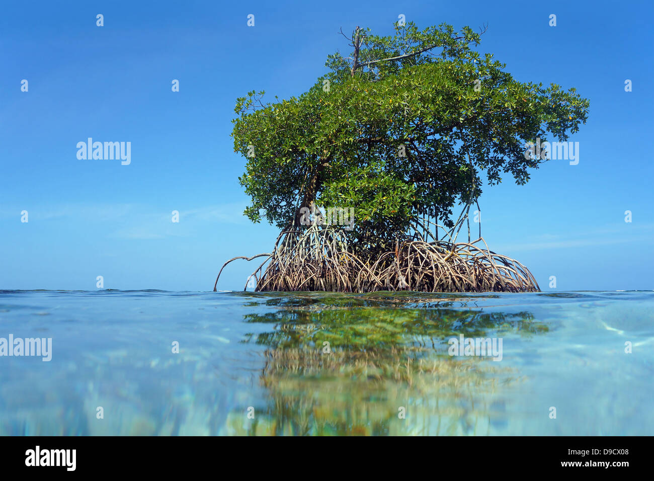 Vue depuis la surface de l'eau, un îlot de mangrove avec ciel bleu en arrière-plan, Bocas del Toro,mer des Caraïbes, le Panama Banque D'Images