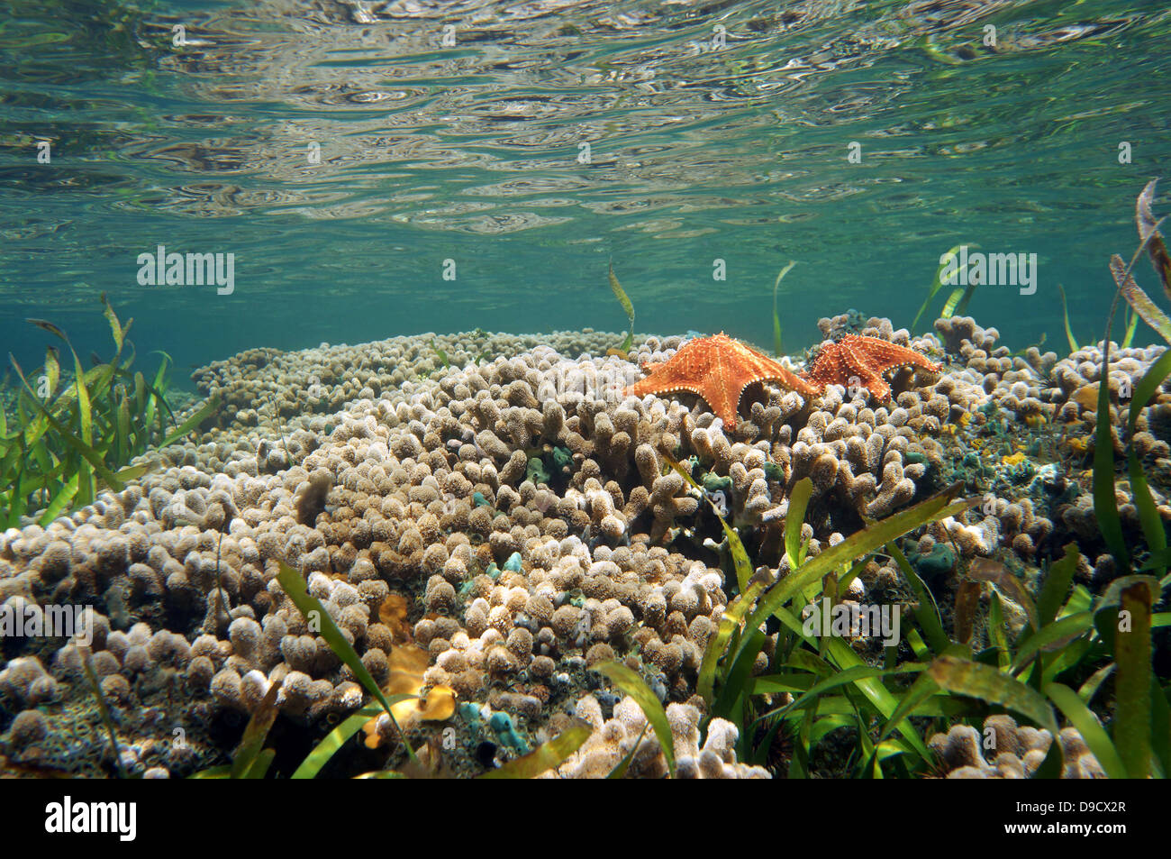Récif de corail sous-marine avec étoile de mer et la surface de l'eau, la mer des Caraïbes, le Panama Banque D'Images