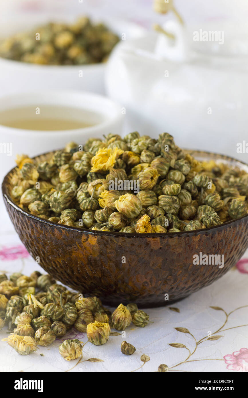 Chrysanthemum morifolium Buds Banque D'Images