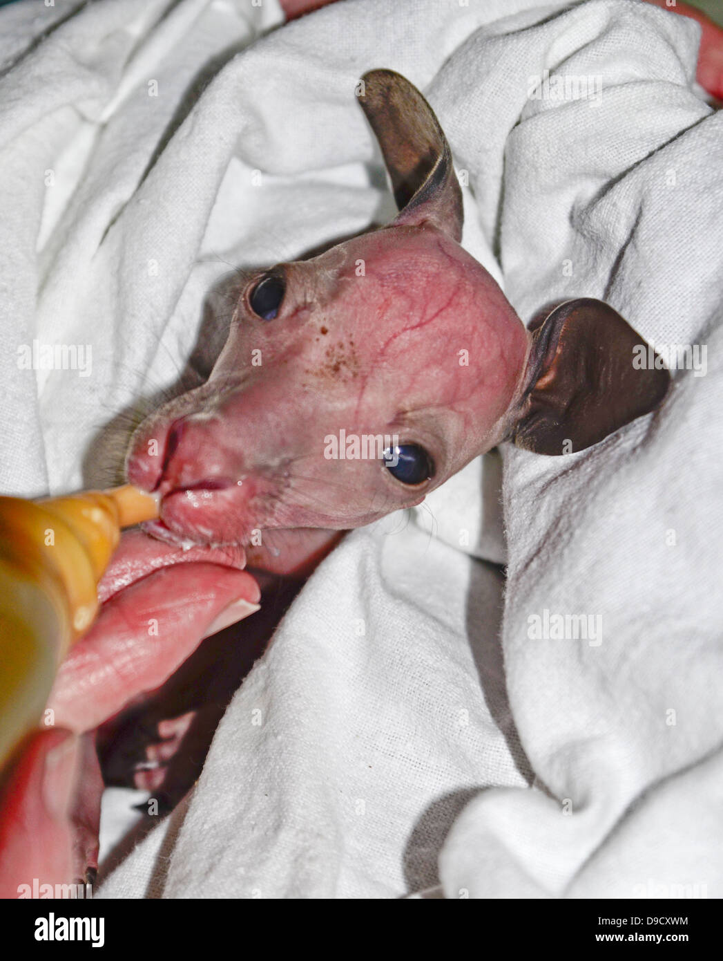 Le kangourou de l'est gris joey étant nourri Banque D'Images