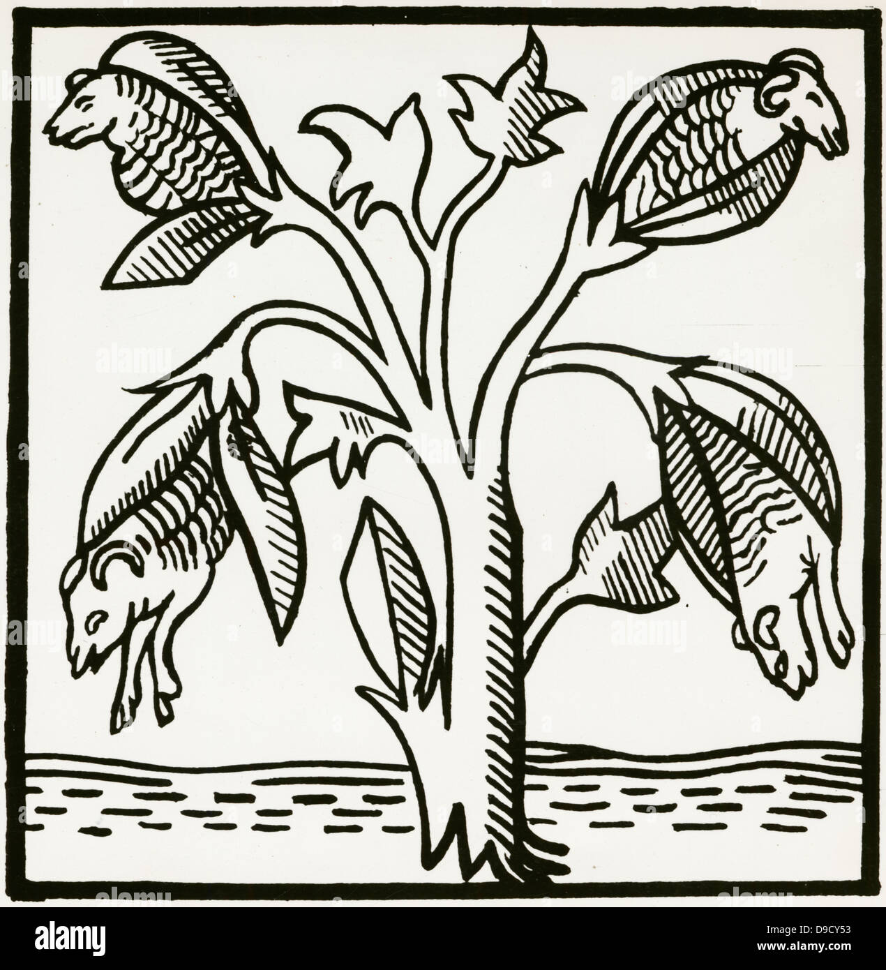 Variation de la bernache nonnette légende indiquant que l'abandon des agneaux fruit mûr d'un arbre, la source de coton. Gravure sur bois d'après le manuscrit au siècle de Voiage et Travaile de Sir John Mandeville, KNT. Banque D'Images