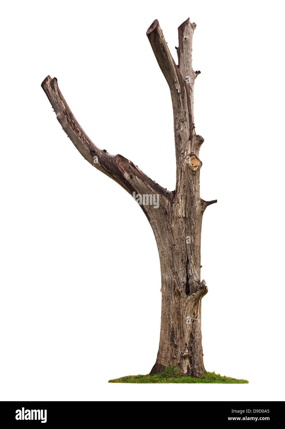 Ancien et unique arbre mort isolé sur fond blanc Banque D'Images