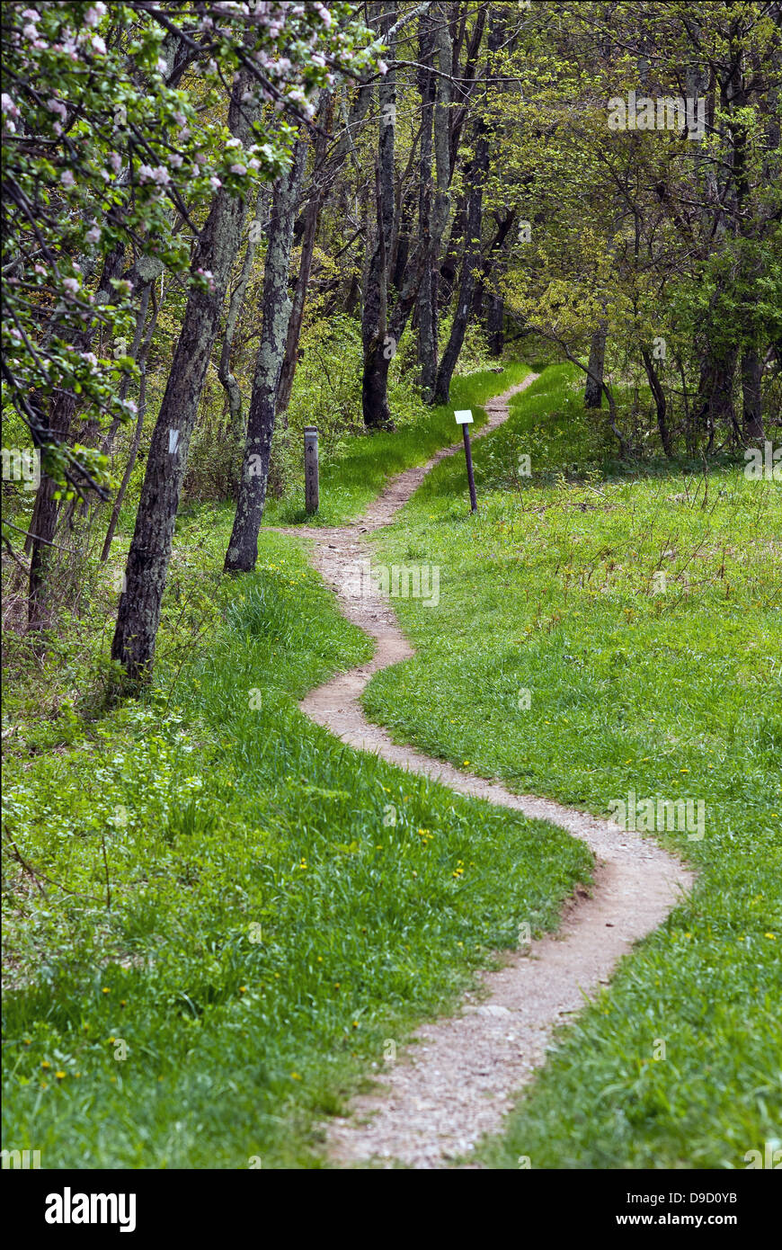 L'Appalachian Trail wends son chemin à travers le Parc National Shenandoah en Virginie au début du printemps que les fleurs de l'arbre à fleurs blanches commencent à bourgeonner. Banque D'Images