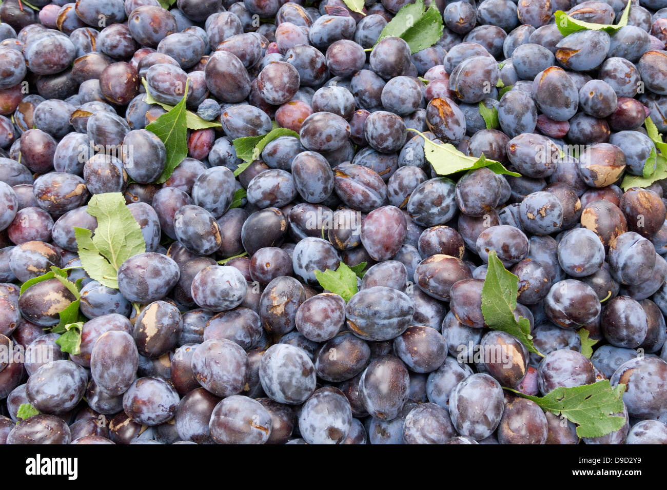 Les prunes à colorés fraîchement récolté à l'affiche au farmers market Banque D'Images
