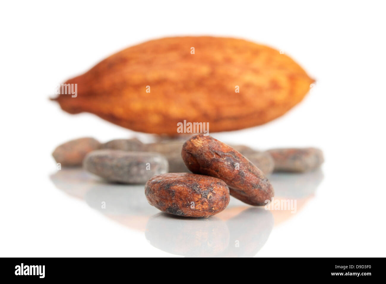 Fruit du cacao avec les fèves de cacao Banque D'Images