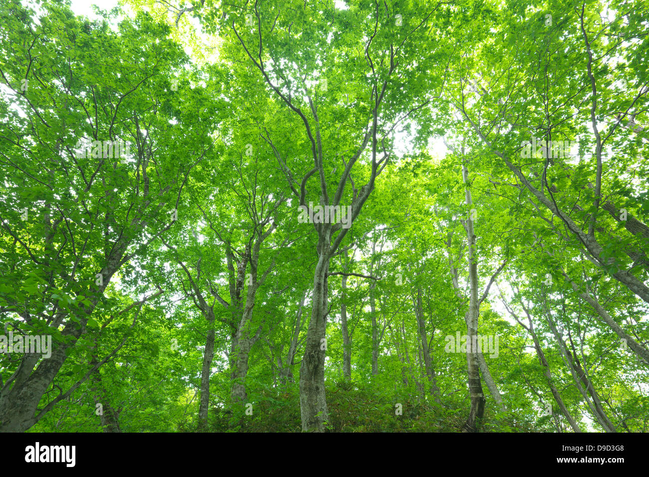 Forêt de hêtres, Hokkaido Banque D'Images