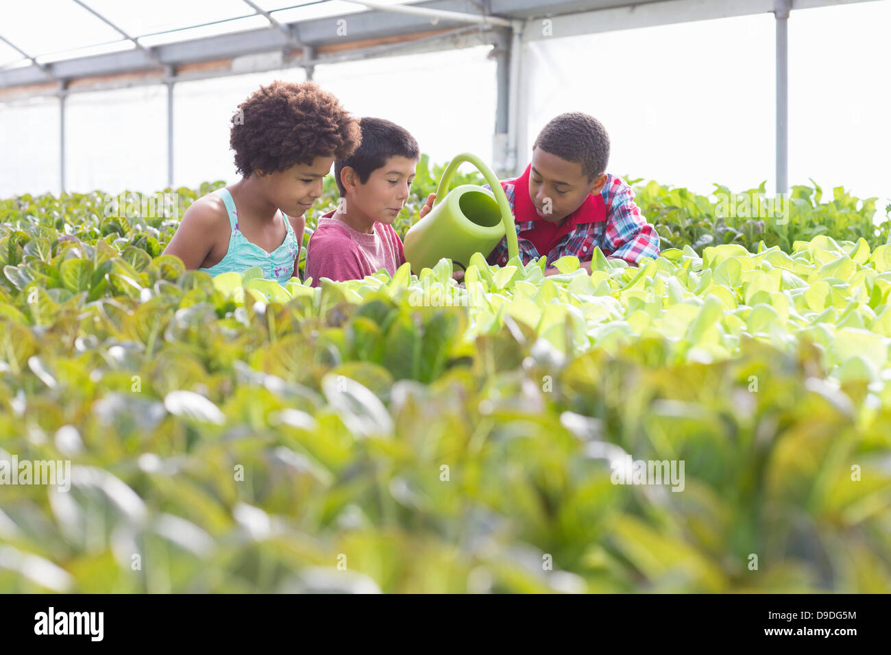 Trois enfants watering plants in greenhouse Banque D'Images