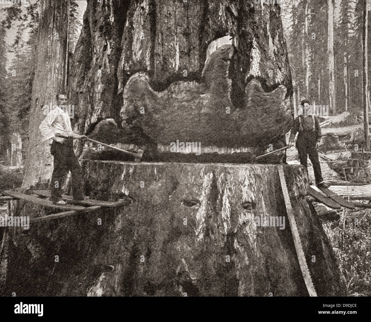 La coupe d'un séquoia géant de Californie à la fin du xixe siècle. Banque D'Images La coupe d'un séquoia géant de Californie à la fin du xixe siècle. Banque D'Images