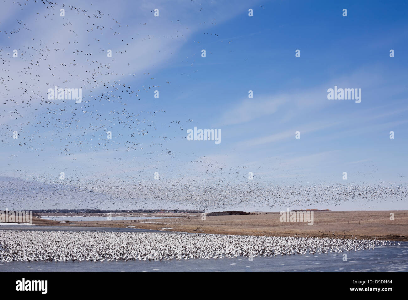 Volée d'oiseaux dans le Dakota du Sud, USA Banque D'Images