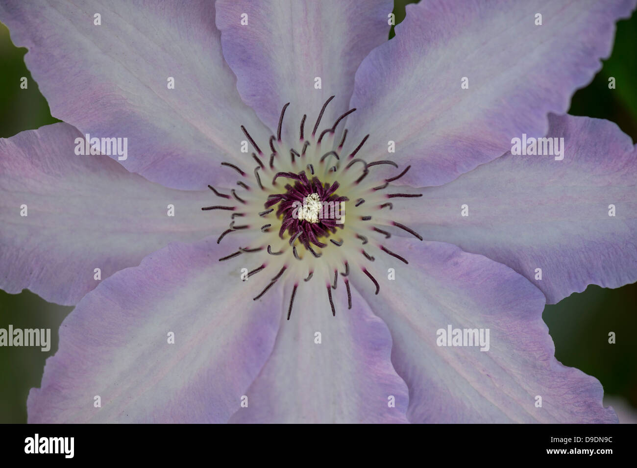 Fleur de clématite Banque D'Images
