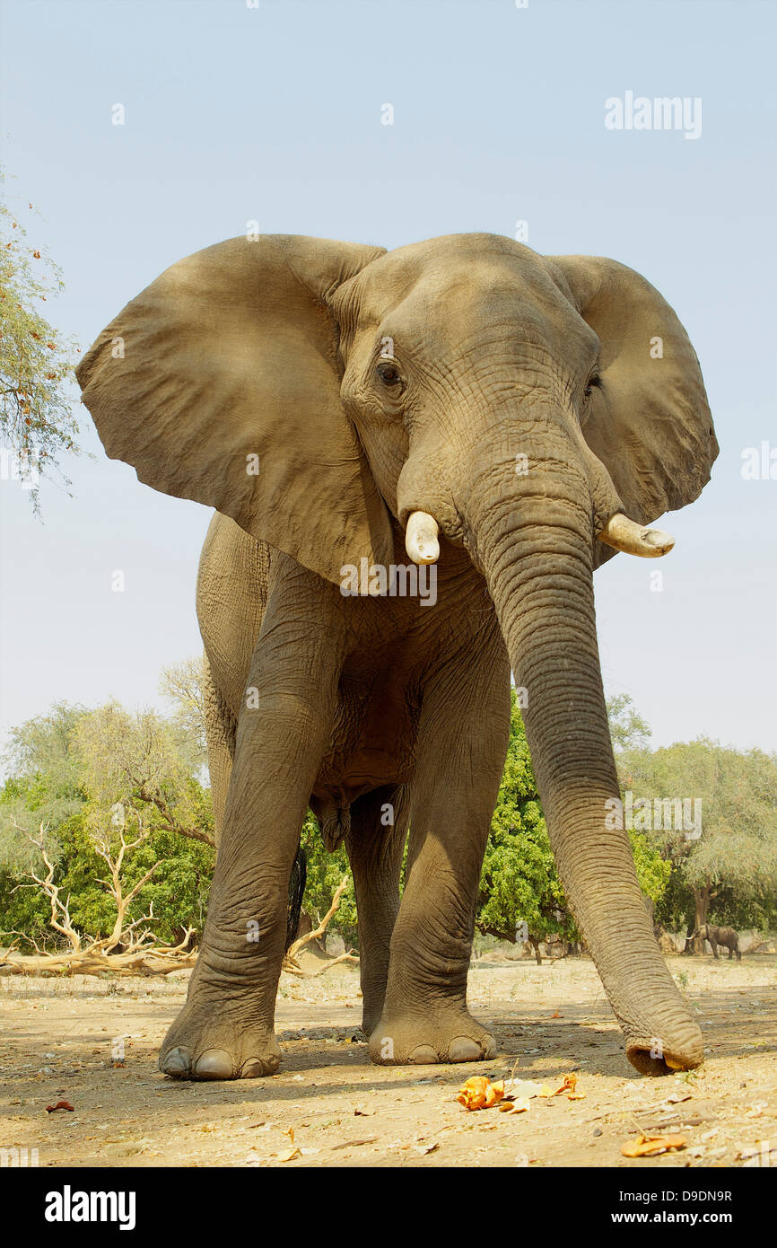 L'éléphant d'Afrique, Loxodonta africana, se nourrissant de gousses d'acacia Banque D'Images