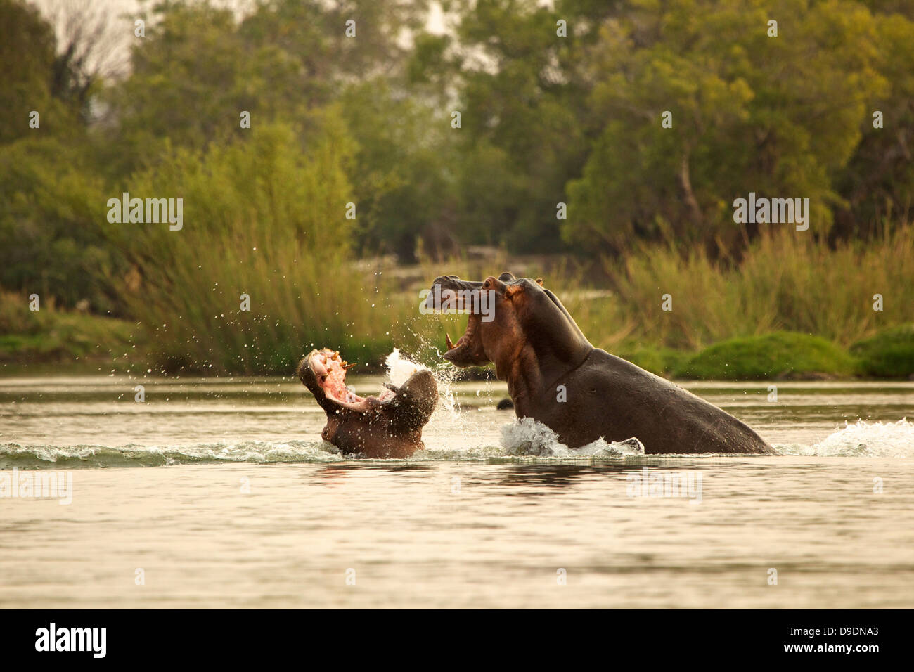 Hippopotames combats dans la rivière Zambèze Banque D'Images