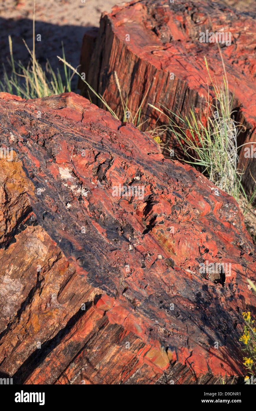 USA, Arizona, Holbrook, Petrified Forest National Park, le bois pétrifié sur longue piste de journaux Banque D'Images