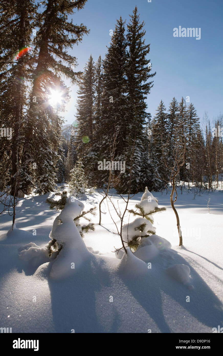 Lumière du soleil à travers les arbres couverts de neige sur les bonhommes de neige en forêt Banque D'Images