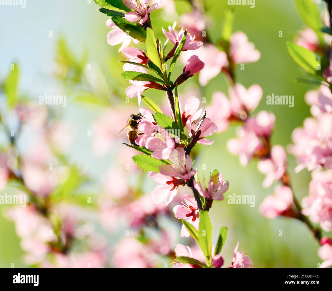 Une abeille recueille le pollen d'une fleur de printemps Banque D'Images