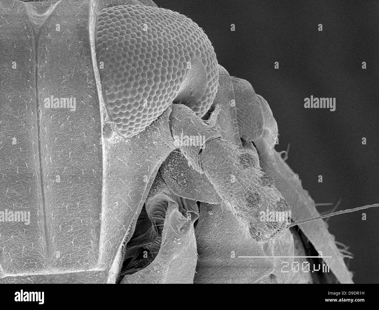 Delphacidae SEM Banque D'Images