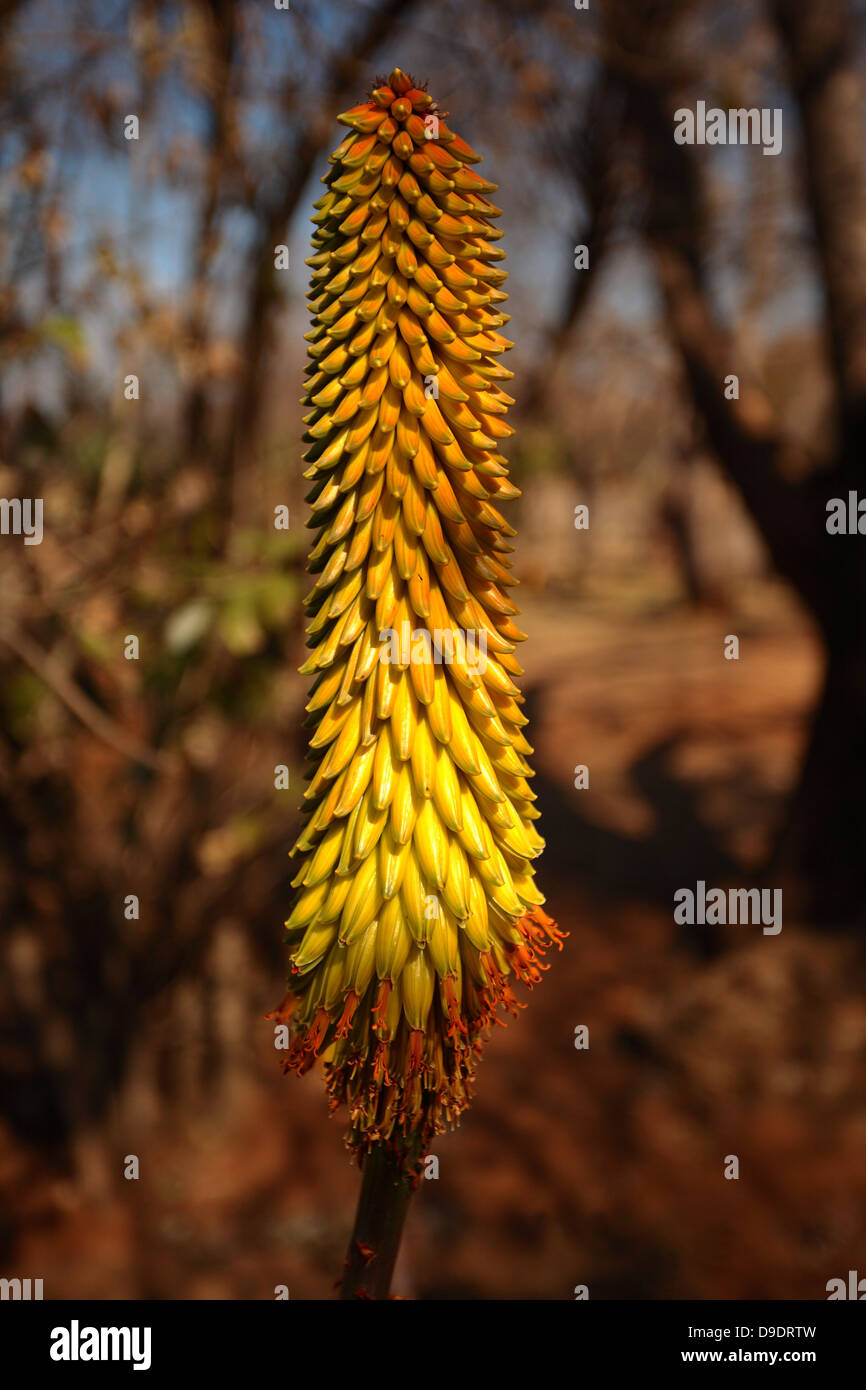 Close up de l'inflorescence d'une espèce d'aloe d'Afrique du Sud en fleur Banque D'Images