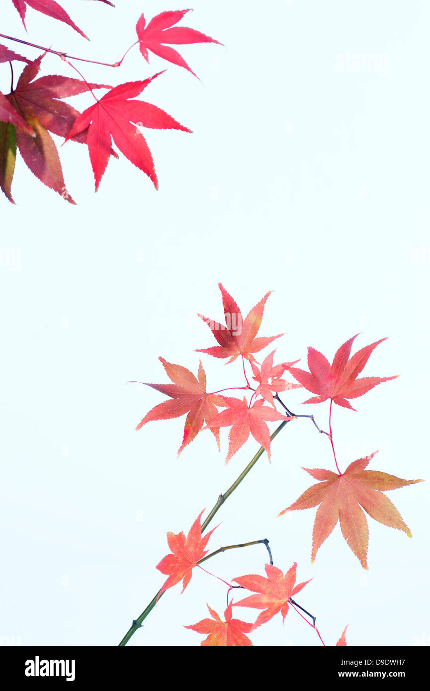 Les feuilles d'érable japonais dans des tons de rose Banque D'Images