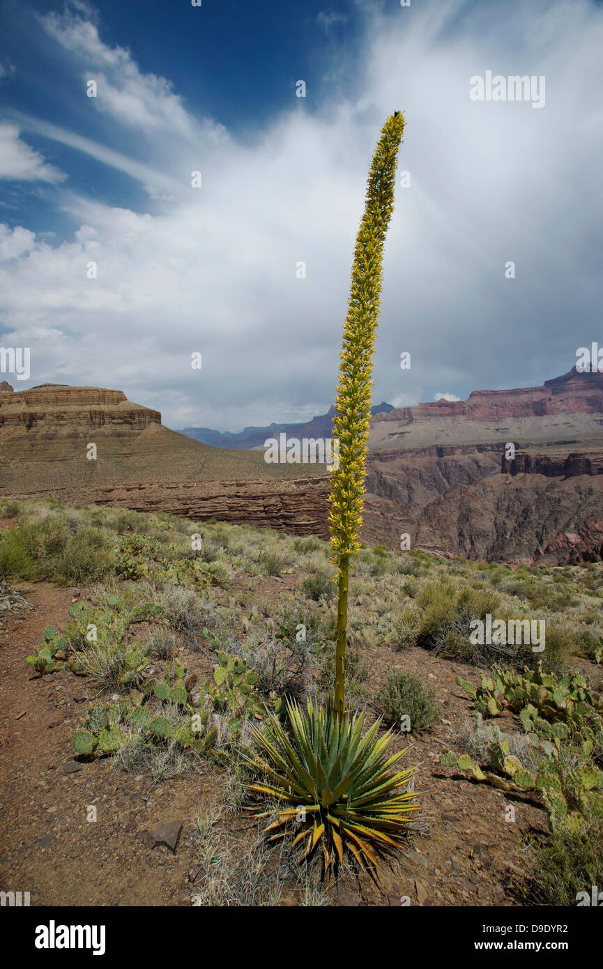 La floraison des plantes d'agave, nouveau Hance, Grandview randonnée pédestre, Grand Canyon, Arizona, USA Banque D'Images