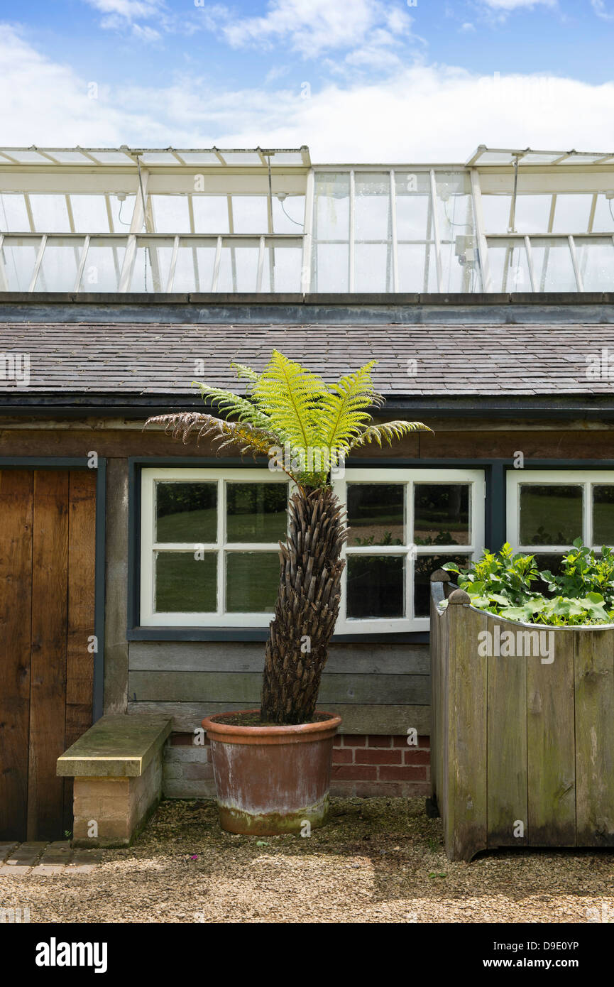 Un arbre en pot (Fougère Dicksonia Antartica) dans un jardin Anglais UK Banque D'Images