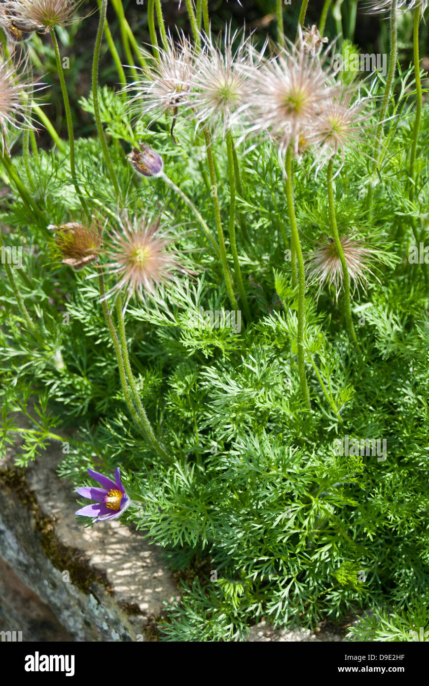 Anémone pulsatille (pulsatilla vulgaris), avec des fleurs, des feuilles et graines. Banque D'Images