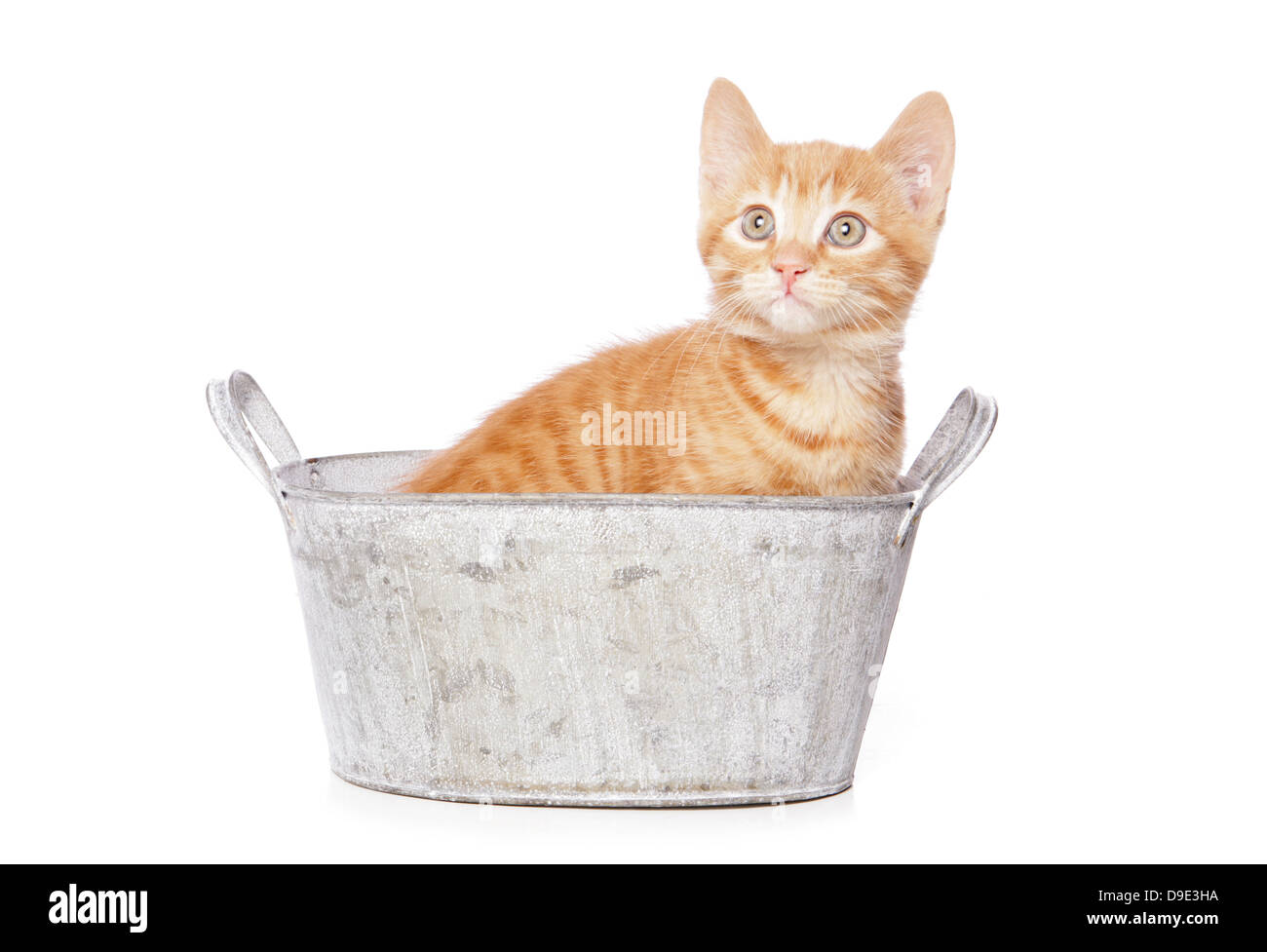 Ginger kitten assis dans une baignoire Banque D'Images