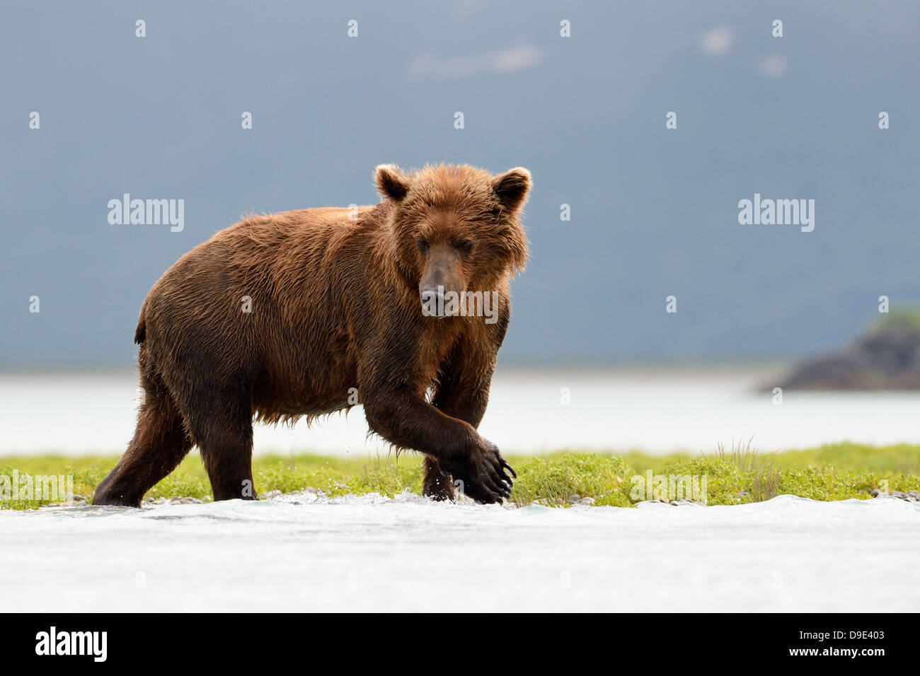 La pêche de l'ours grizzli dans l'eau Banque D'Images