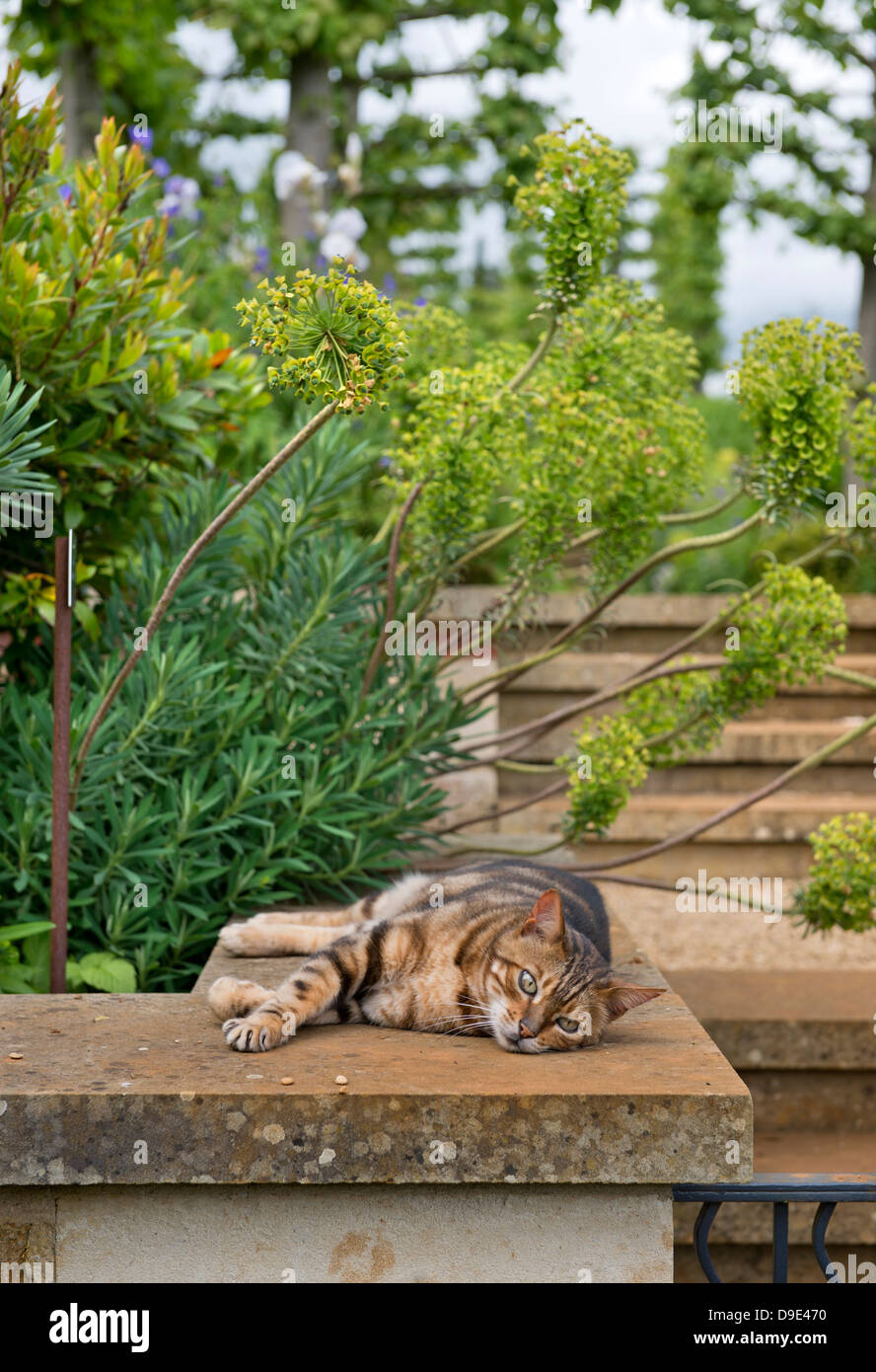 Un chat au soleil dans un jardin anglais parmi les plantes ou l'Euphorbe ésule Euphorbia UK Banque D'Images