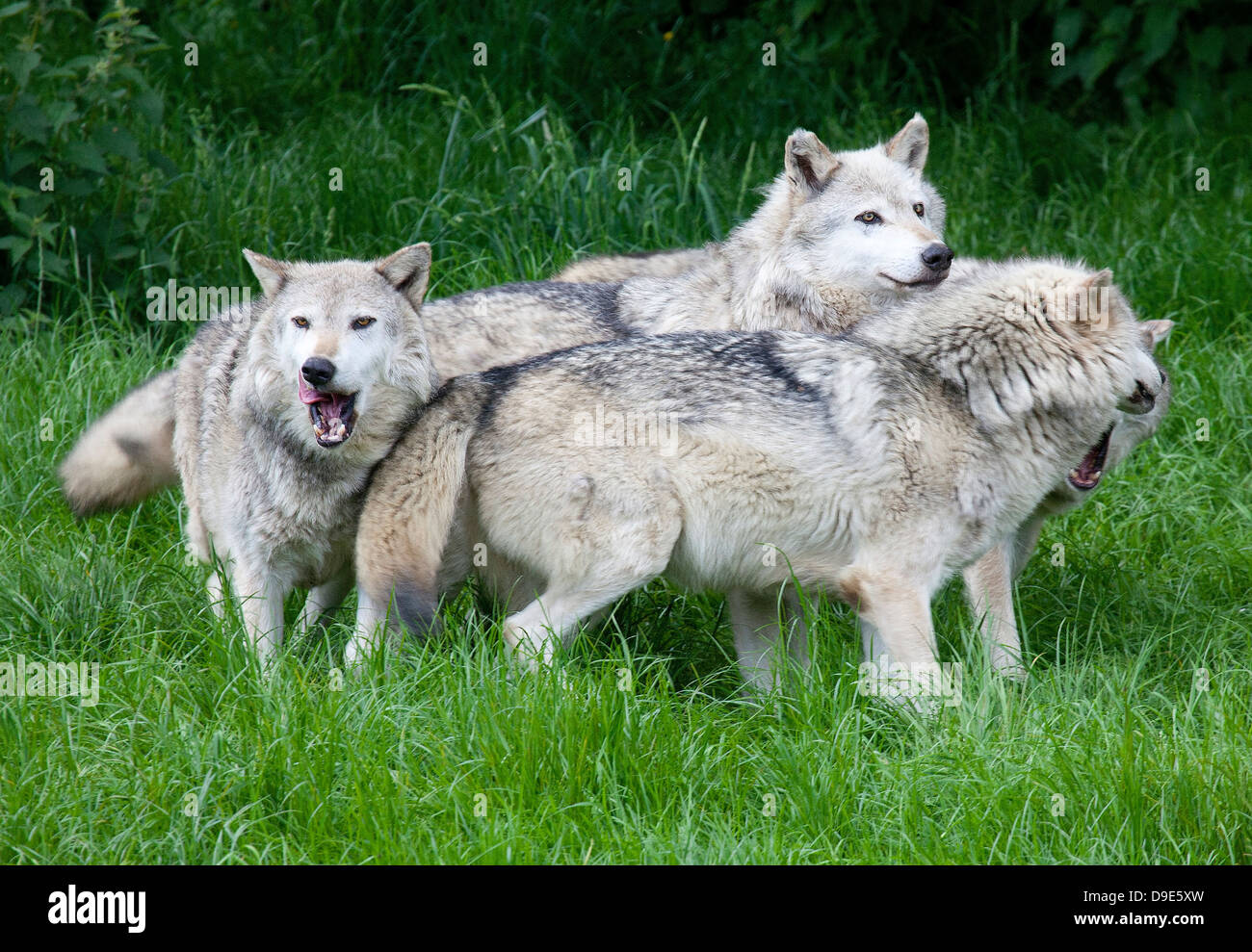 Un paquet de loups gris européens jouant dans l'herbe Banque D'Images