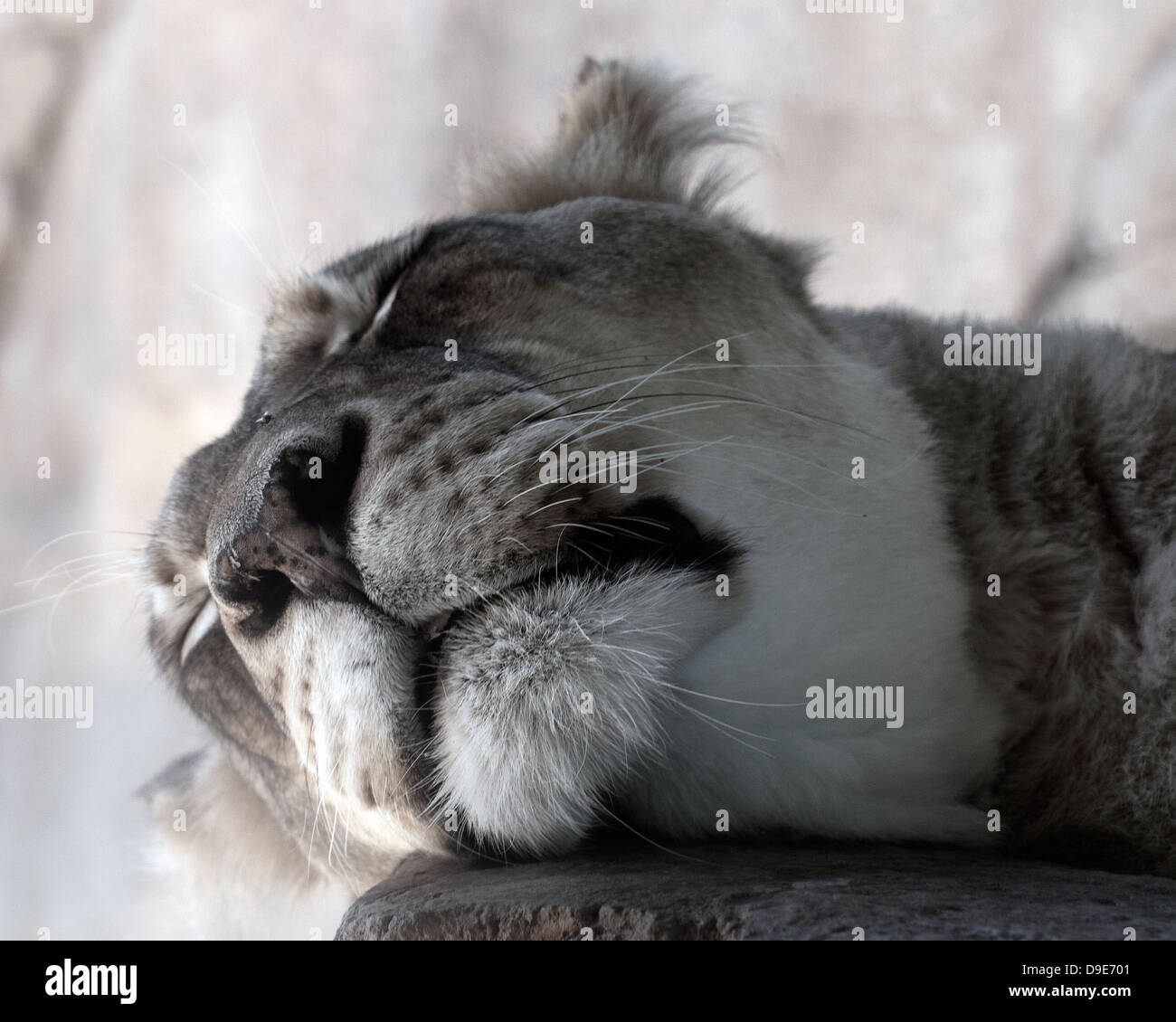 SleepingLioness Banque D'Images