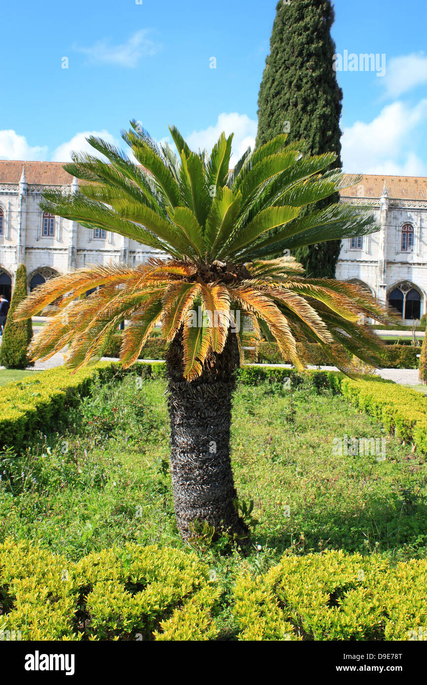 Palm Tree Court au milieu de la ville de Belém, Portugal Banque D'Images