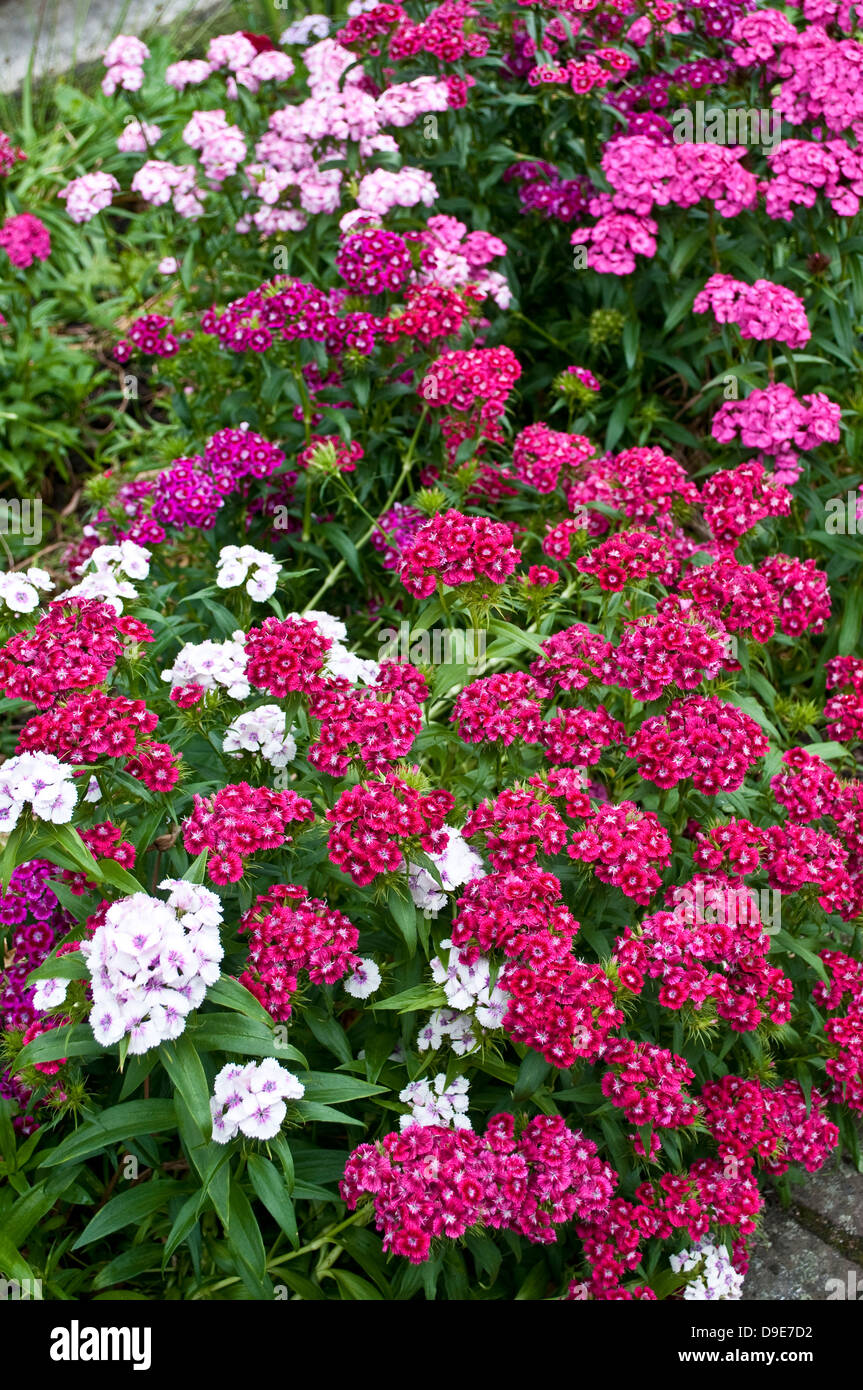 Dianthus barbatus, Sweet William Banque D'Images