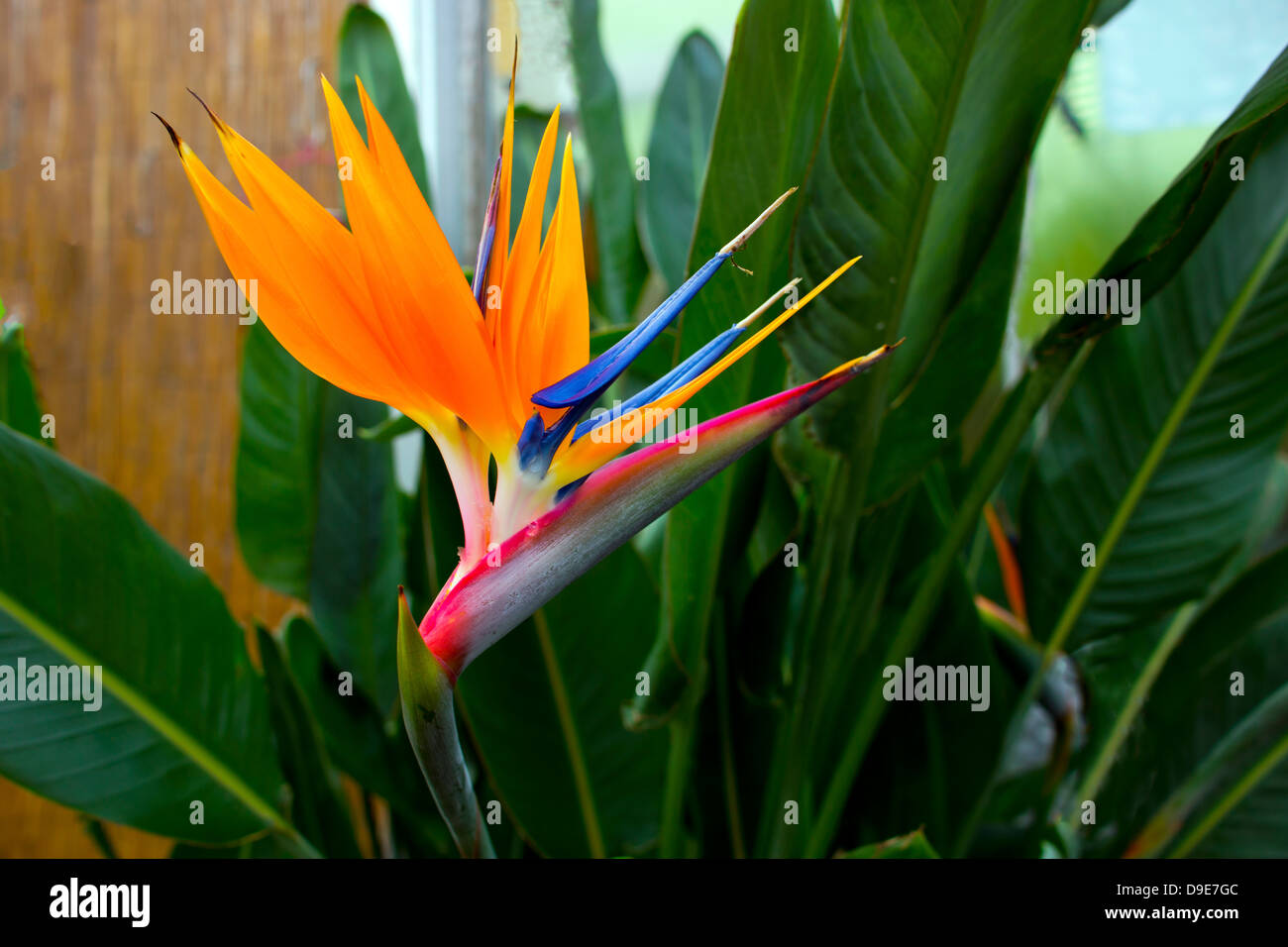Oiseau de paradis tropical flower (Strelitzia). Banque D'Images