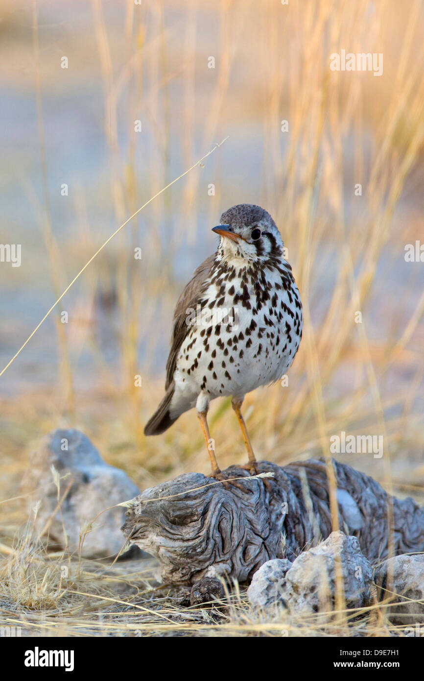 (Groundscraper Thrush, Akaziendrossel, Psophocichla litsipsirupa Banque D'Images