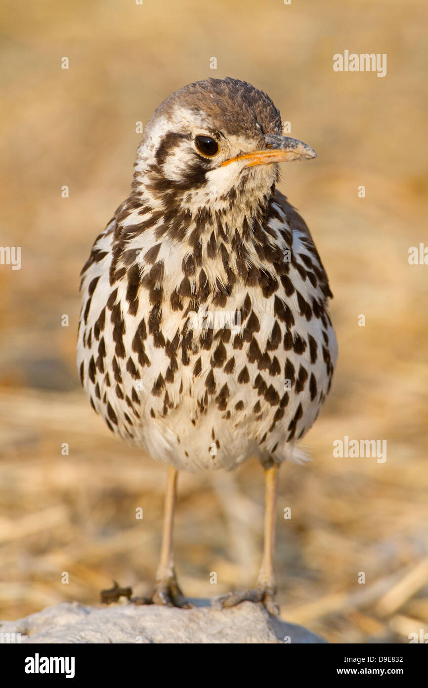 (Groundscraper Thrush, Akaziendrossel, Psophocichla litsipsirupa Banque D'Images