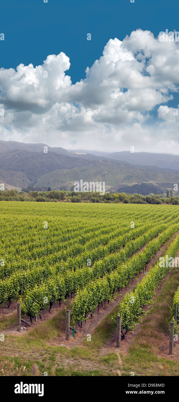 Nouvelle-zélande - vignobles dans le district de Marlborough, île du Sud Banque D'Images
