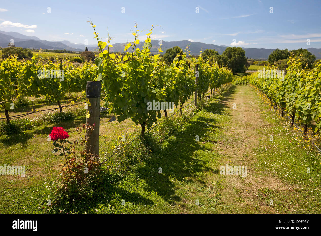 Nouvelle-zélande - vignobles dans le district de Marlborough, île du Sud Banque D'Images